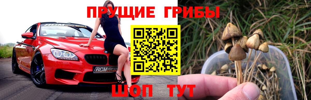 Галлюциногенные грибы Psilocybe Сосновый Бор